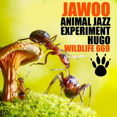Jawoo - Animal Jazz - Experiment - Hugo