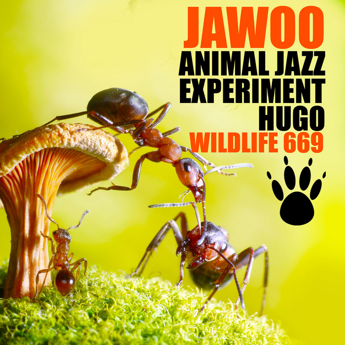 Jawoo - Animal Jazz / Experiment / Hugo