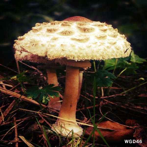 Luka - Mushroom Much LP