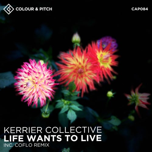 Kerrier Collective, Polly Meyrick - Life Wants to Live / Colour and Pitch
